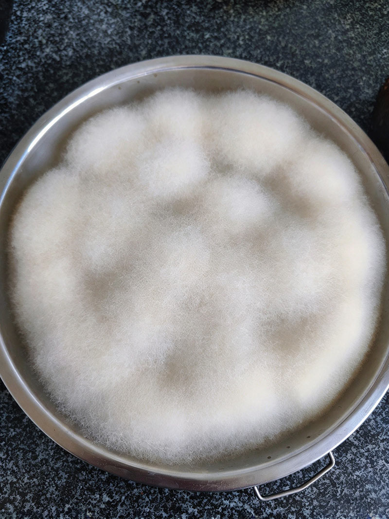 Fermented hairy tofu with dense, uniform white mycelium after 3 to 5 days